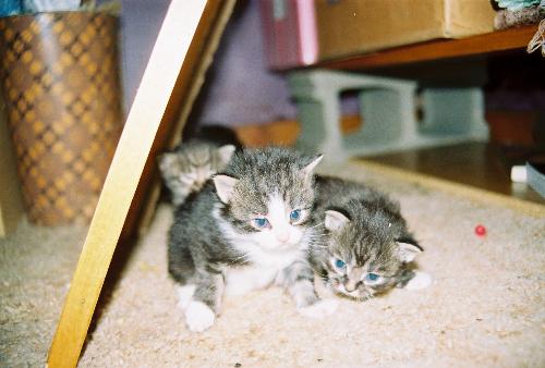 kittens - Taloolah and Sassafras