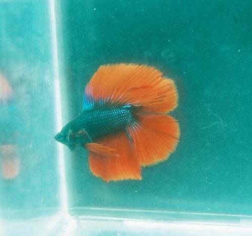 betta - Benny Lava
