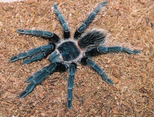 tarantula - Lasiodora parahybana
