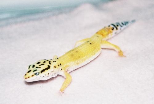 leopard gecko - Eldora