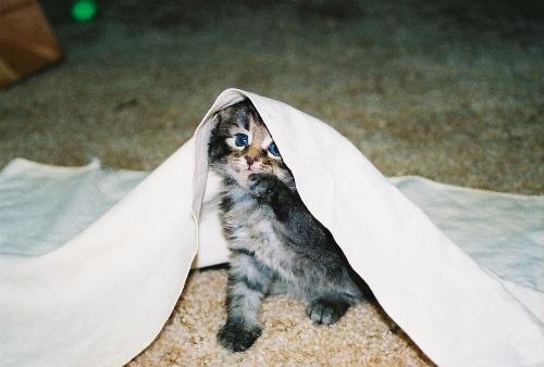 kittens - Adorable Babe