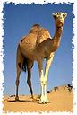 camel - picture of a camel