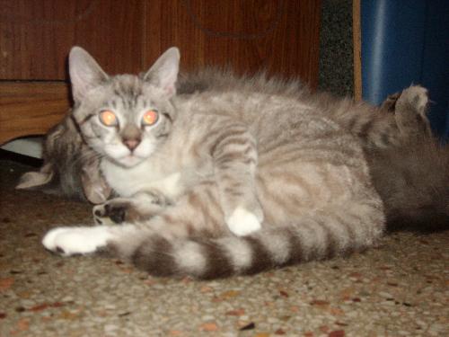 MY Cat always Looks Scared! - My kitten Cloud, scared of the camera flash!