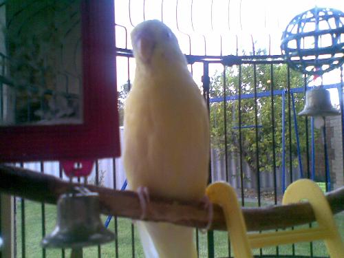 Bert - My budgerigar