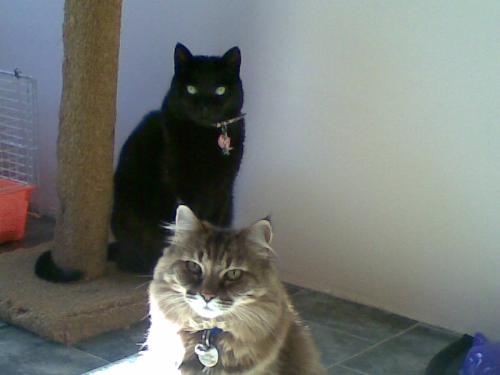 Rosie and Friday - My beloved cats