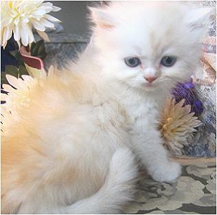 Beauty contest - Who is more beautiful???? FLOWER or KITTEN