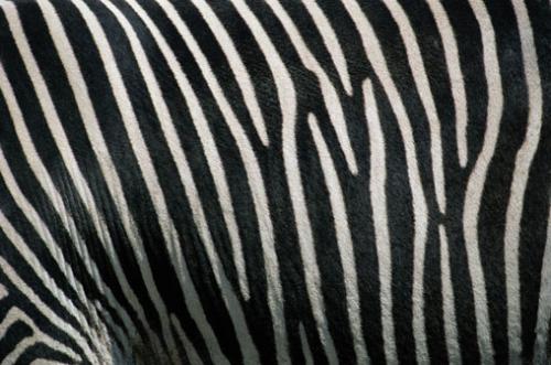 Zebra - This is a zebra