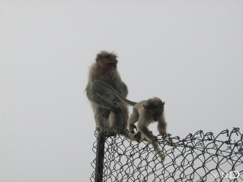 Monkeys... - Two monkeys: Taken at Suicide Point, Tamil nadu, India