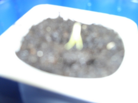 My first seedling! - It is a chilli plant of an Italian variety called "Satan's Kiss". My first seedling! - It is a chilli plant of an Italian variety called "Satan's Kiss".
