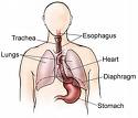 Heart burn - Acid from your stomach is pushed up into your esophagus,causing the heart burn.