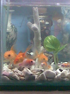 my pets - here are my goldfishes.. :)..just a few of them