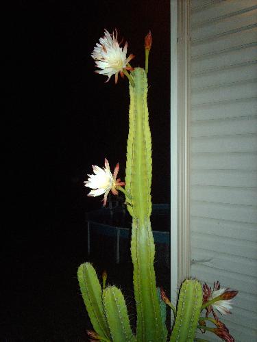 cactus blooming - My cactus blooming