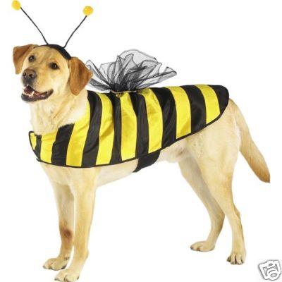 bumbledog - A cute dog in a bee costume!