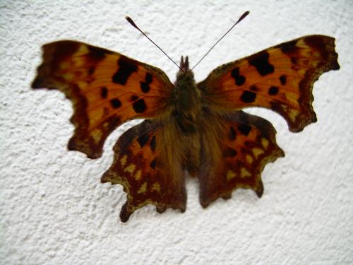 Comma butterfly - A comma butterfly. This was taken in the UK last year. It's so good to be able to find a butterfly with it's wings open like this so that you can clearly see it's beauty.