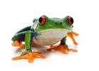 Red Eye Tree Frog - These are my fav frogs