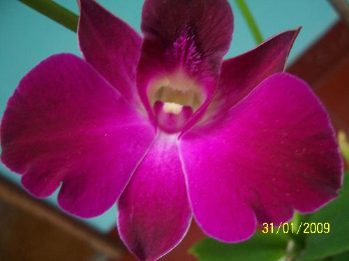 my first orchid - i bought from Ragunan Orchid Park