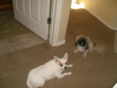my baby dog coconut and her friend lucy - we playing mom
