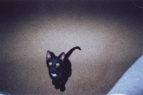 Boots as a baby - This is my cat Boots when he was about 4 months old. He is now 4 years old and a huge cat!