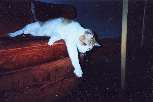 My beloved Stuffy - This is my prince stuffy. He passed away in 2004. He was 18 years old. He had a wonderful and long loving life with us. He is so very much missed.