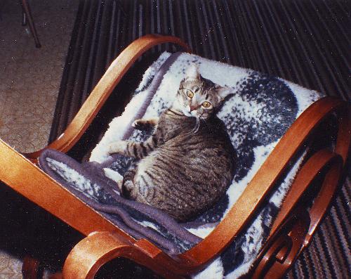 Princess Pepper - This is my princess pepper. She passed away in 2001 at age 15. She was my baby, my beloved princess. I know that I will be with her again at the bridge. I miss her.