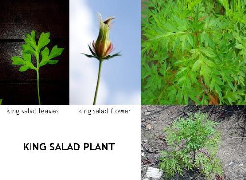 King Salad  - King Salad is traditionally known as good raw veggie to enhance blood circulation, blood cleansing and strengthen bone.