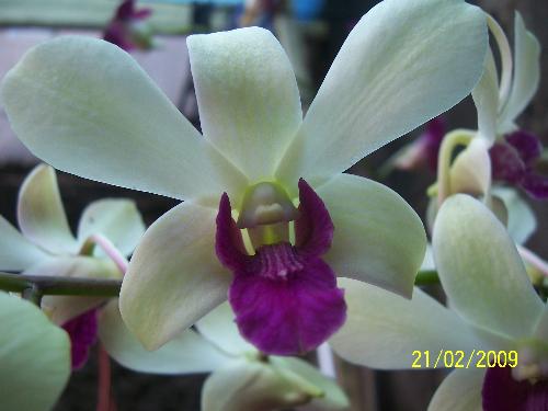 another orchid - another collection of my orchid
