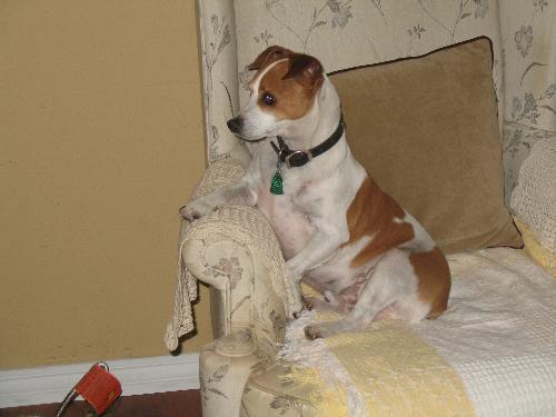 Scooby-Doo - this was the sweetest little guy, loved everyone & touched so many hearts. Miss him dearly.