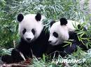 travel - panda, Sichuan, China
