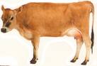 dairy cow - Cow's milk is high in butterfat. dairy cow - Cow's milk is high in butterfat.