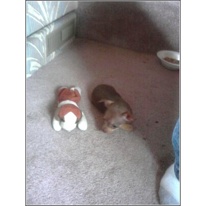 As big as a beanie baby - This is Bella Rose. 9 week old Chihuahua puppy and she is as big as a beanie baby.