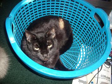 My Cat Shadow - Shadow laying in his favorite blue basket. :)