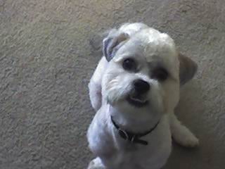 Jonah - My Malshi Jonah after I got all his hair cut off