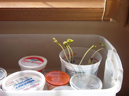 Green Beans - Took the lid off this storage tote to find these babies today. These are the reason I need to make a cold frame for outside and quick. lol