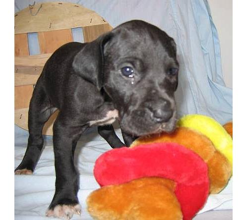 mah dog!!! - this is ma dog buffy!!! hez a greatdane.. all dog lovers must be knowing that.. he waz only 1 month old wen i took dis pic of him.. hez a lovely pet to have.. all greatdane owners will agree wid me..