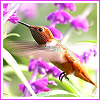Humming Bird - .