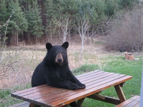 Canadian Picnic Pet - Give him your basket .......... NOW! LOL