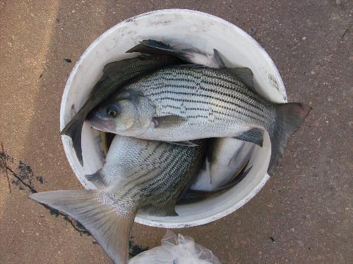 bucket of stripped bass fish - A bucket of the stripped bass fish we caught today.