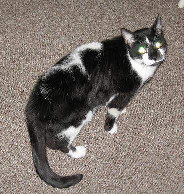 My cranky cat - This is my male cat who I have nicknamed Mr. Cranky. He is a very good cat just a little on the cranky side