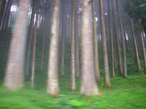 Woods - Photography........my hobby