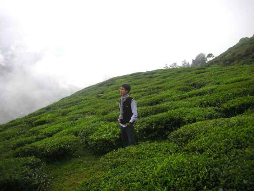 Tea garden - Tea garden with the clouds just rolling over it. It was awesome