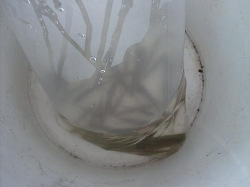 bait minnows - This is the picture of the bait we used on our fishing trip they are minnows.