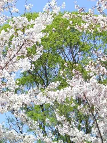 Beauty - cherry blossom