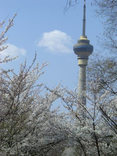 tower - television tower