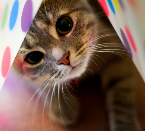 kitten - ...