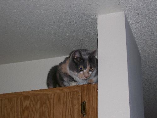 Shady on top of cabinets! - Hiding from the dog... I think!