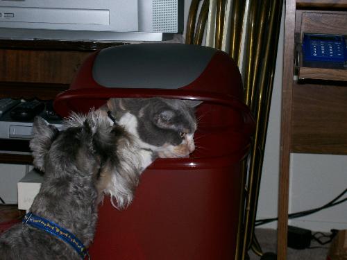 Shady in the trash can! - Hiding from the dog... again! lol