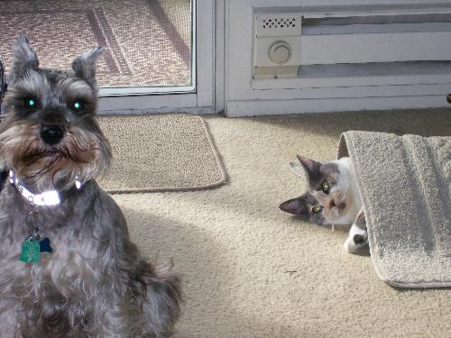 Shady under the door mat! - Don't know why she is under there! lol