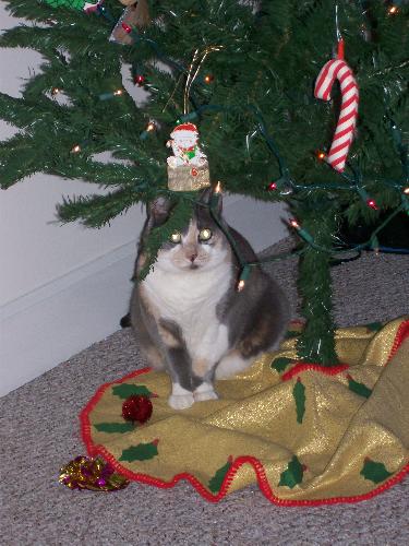 Shady hiding under the Christmas tree! - Waiting for Santa Claus!