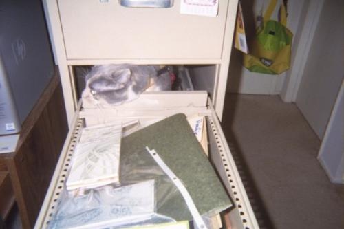 Shady in the filing cabinet! - Can't I get any filing done around here?!