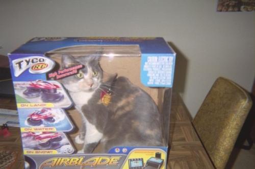 Shady in the... WHAT?! - My son put her here and then took this picture a few years ago. I about killed him!